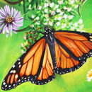 Monarch Butterfly